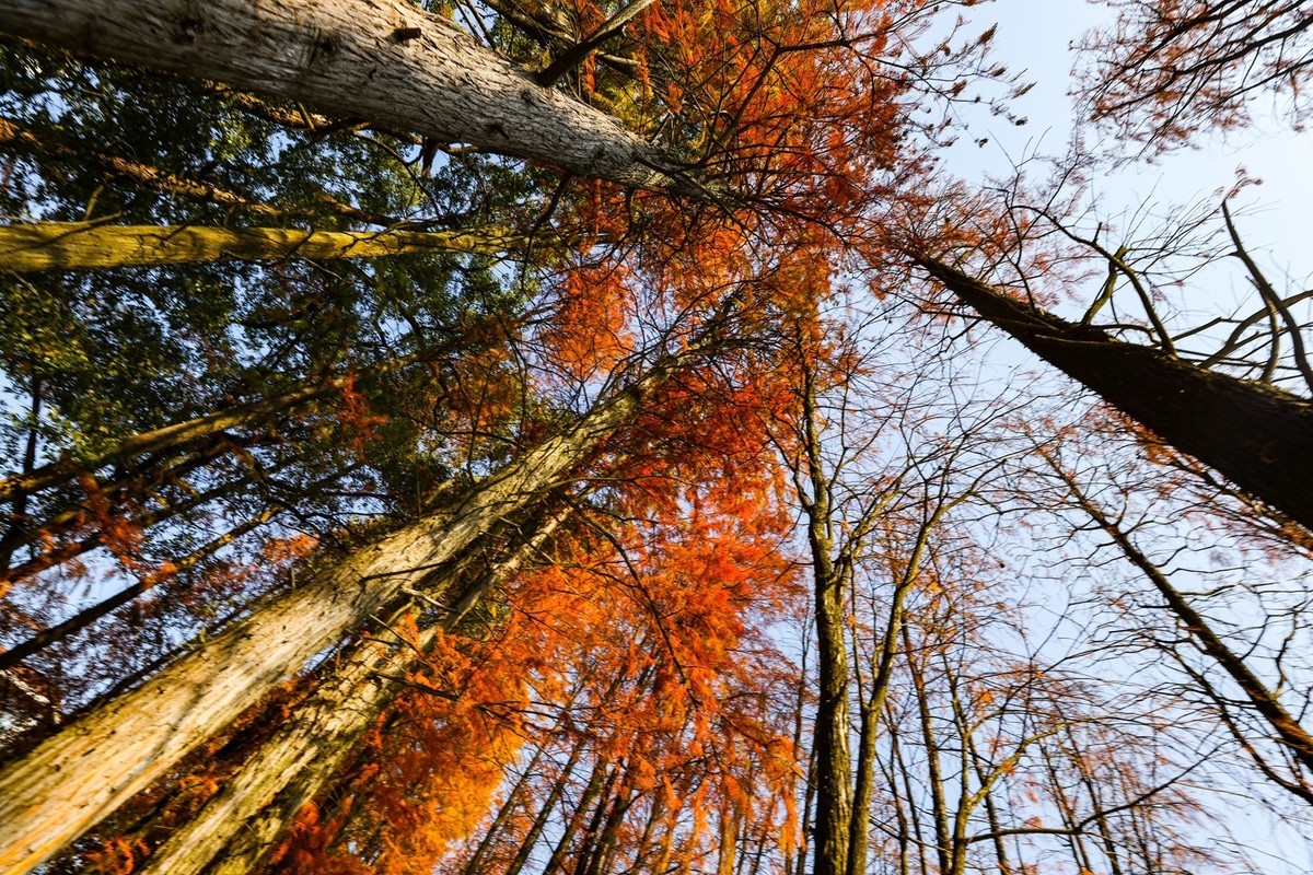 湖南省植物园--水杉林2