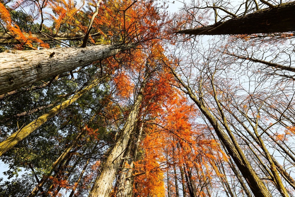 湖南省植物园--水杉林2