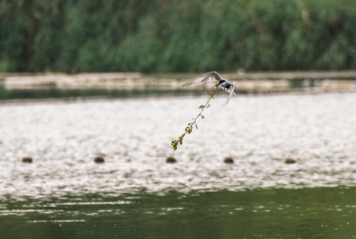 须浮鸥（二十二）