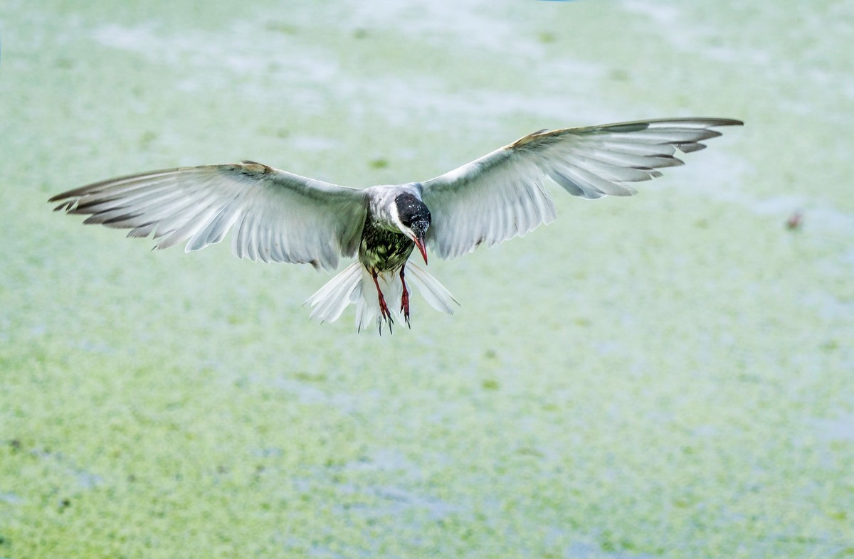 须浮鸥（二十二）
