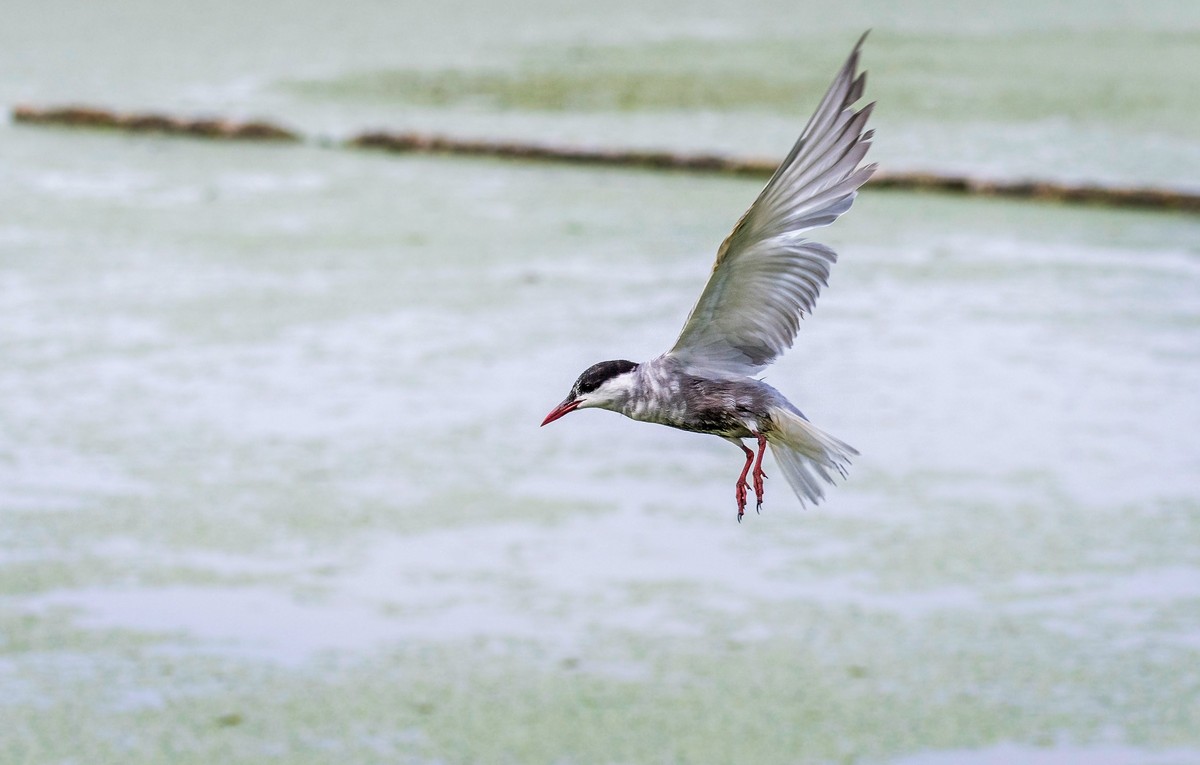 须浮鸥（二十二）