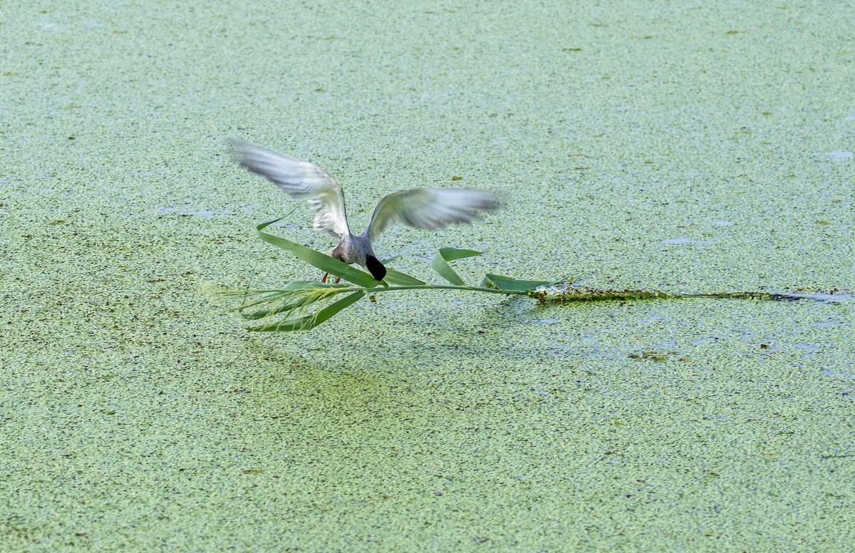 须浮鸥（二十二）