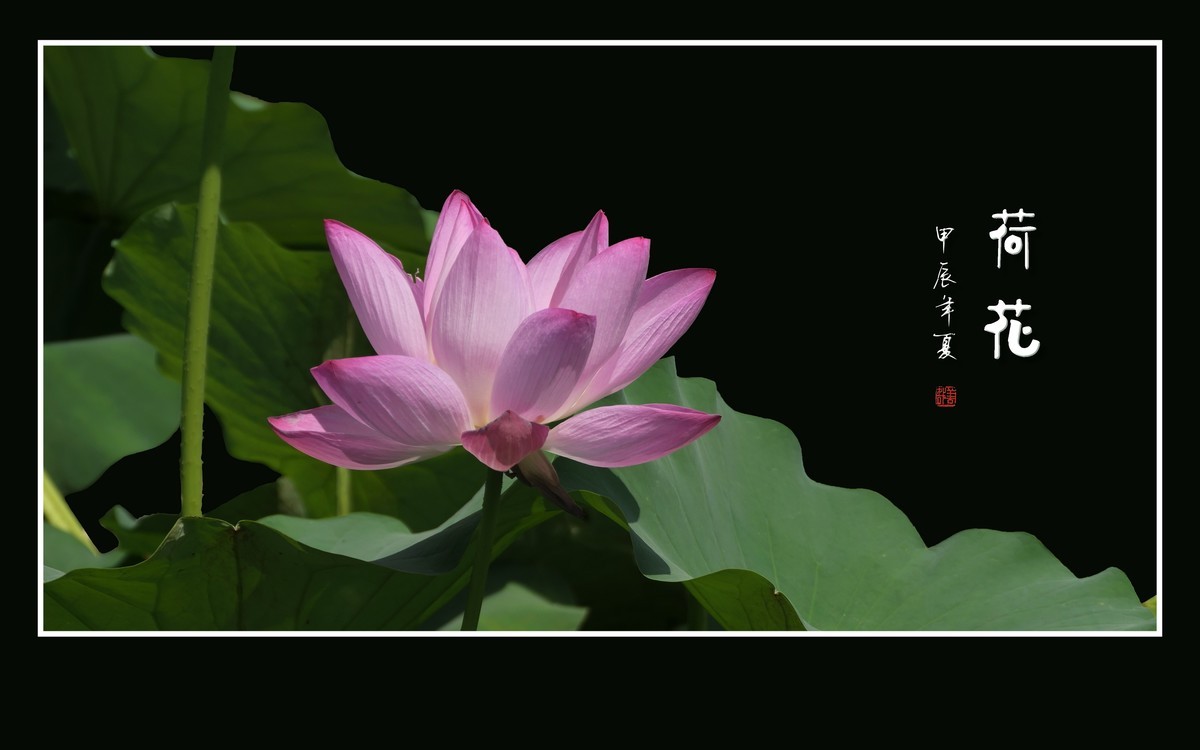 粉嫩嫩的夏荷花