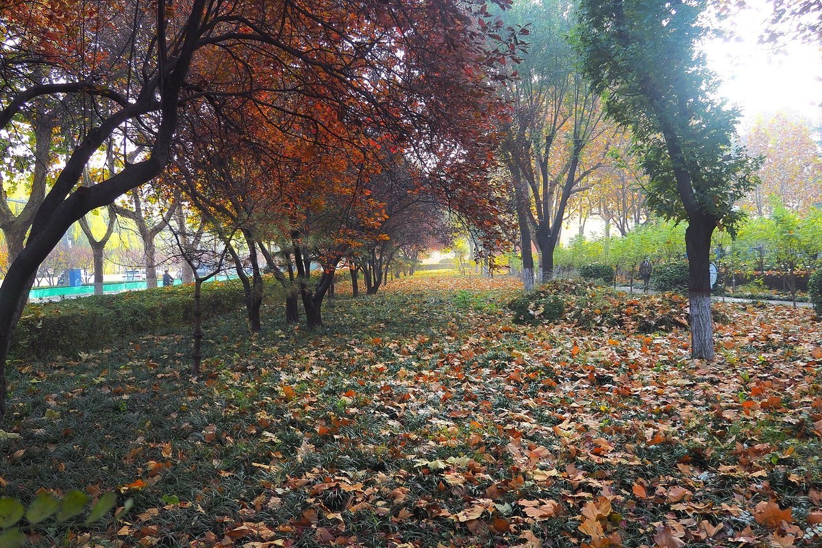 深秋里的薇波公园