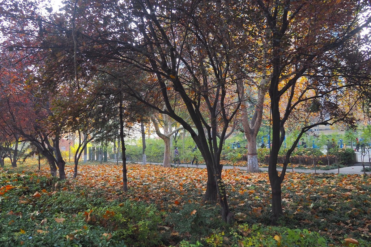 深秋里的薇波公园