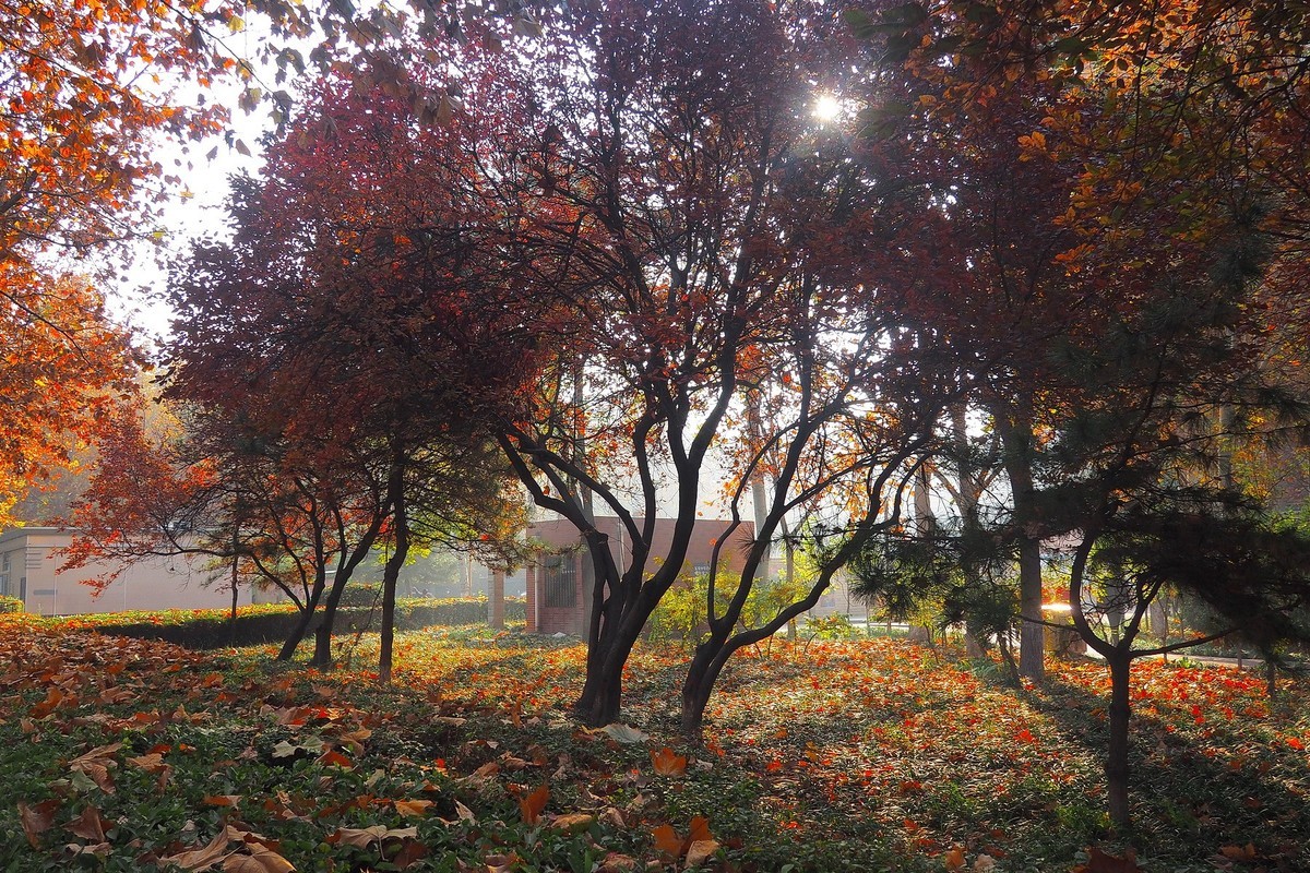 深秋里的薇波公园