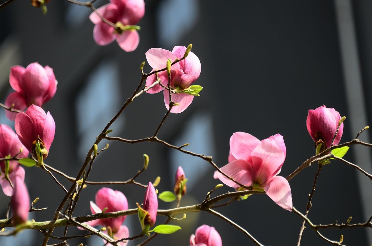 花卉系列【3300】