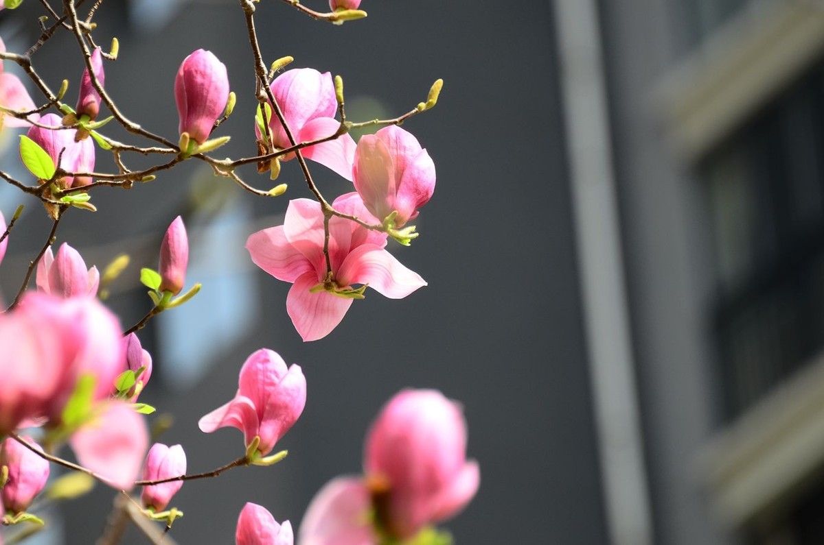 花卉系列【3300】