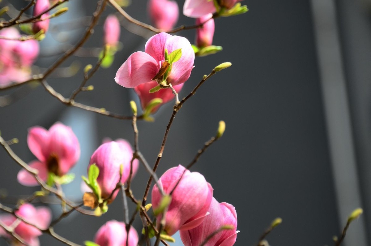 花卉系列【3300】