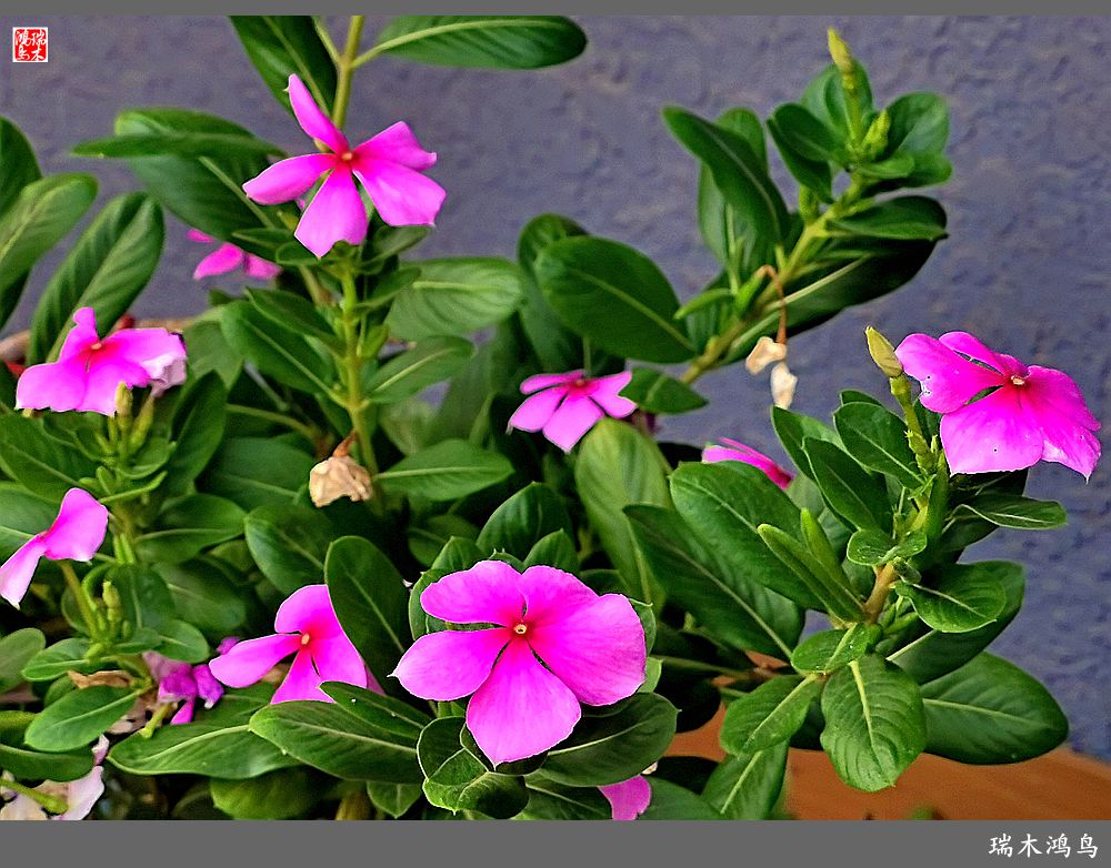 【2022之花季】37.感受日日春天的四季梅