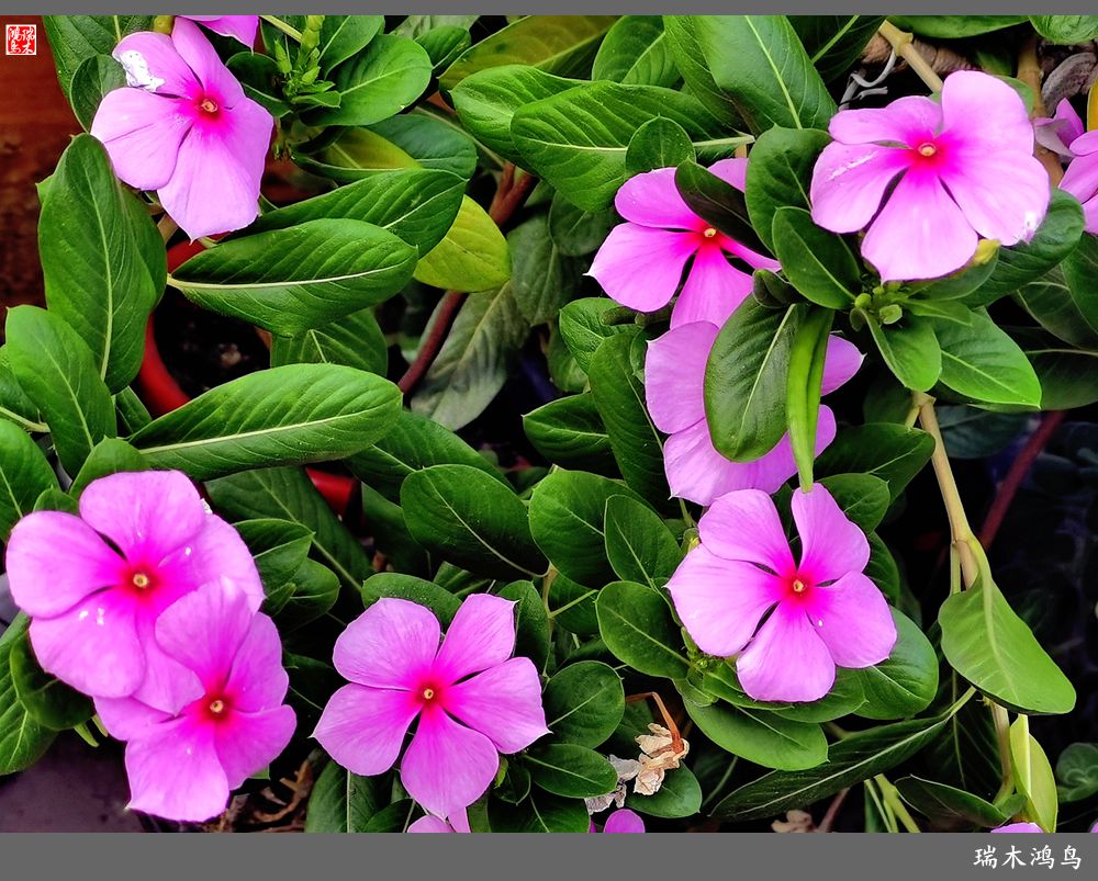 【2022之花季】37.感受日日春天的四季梅