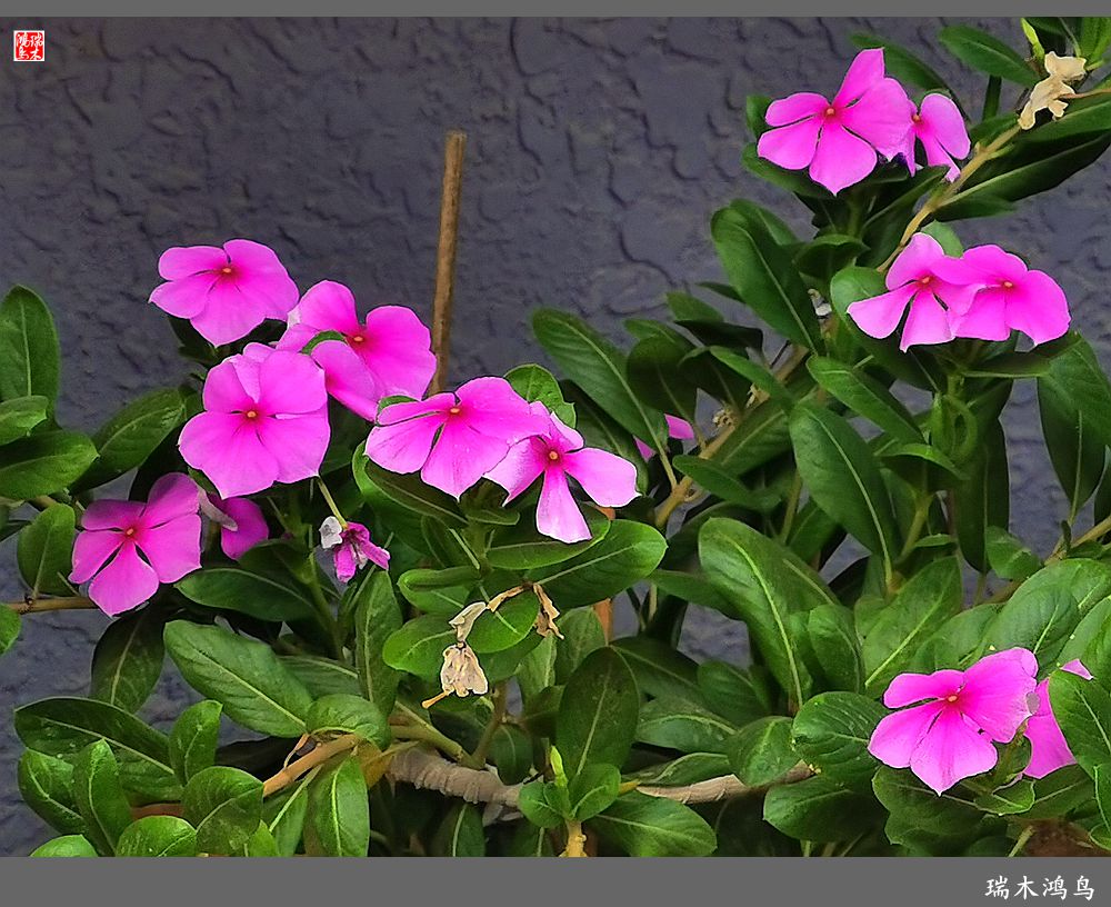 【2022之花季】37.感受日日春天的四季梅