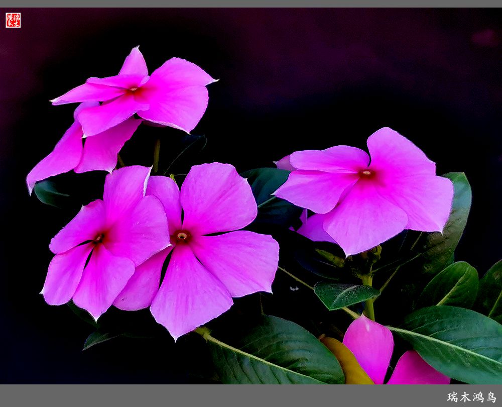 【2022之花季】37.感受日日春天的四季梅