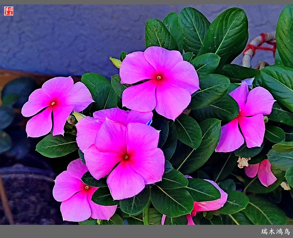 【2022之花季】37.感受日日春天的四季梅