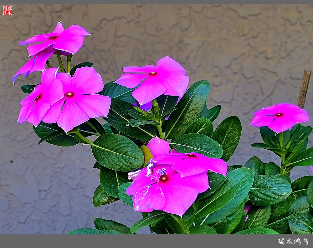 【2022之花季】37.感受日日春天的四季梅