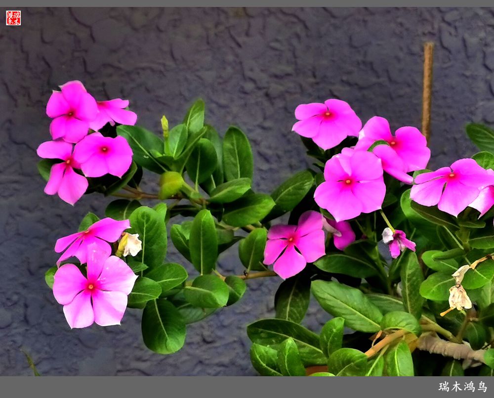 【2022之花季】37.感受日日春天的四季梅