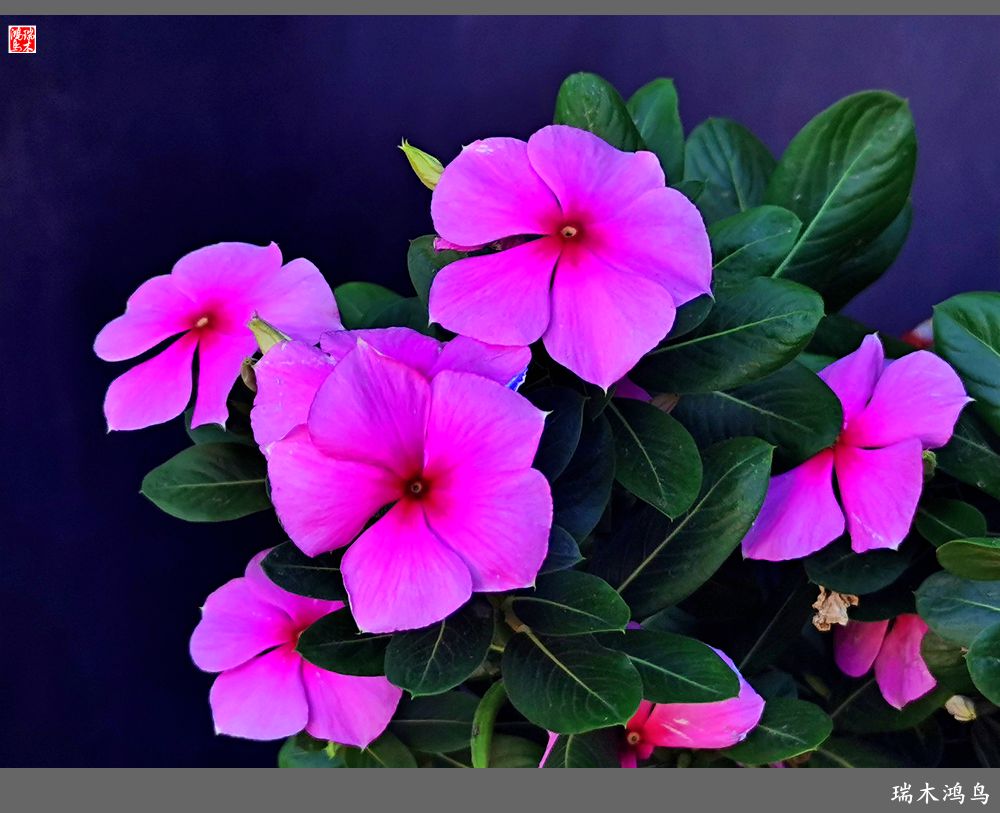 【2022之花季】37.感受日日春天的四季梅