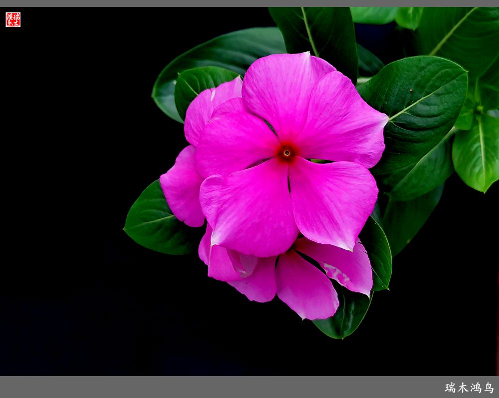 【2022之花季】37.感受日日春天的四季梅