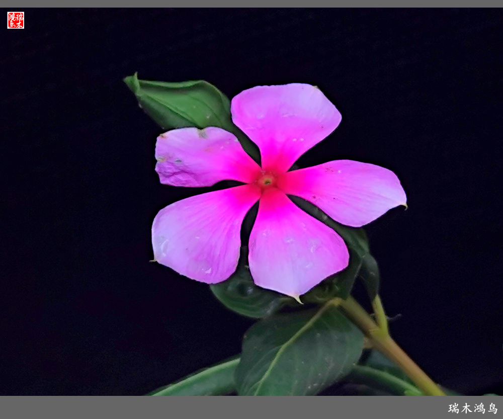 【2022之花季】37.感受日日春天的四季梅