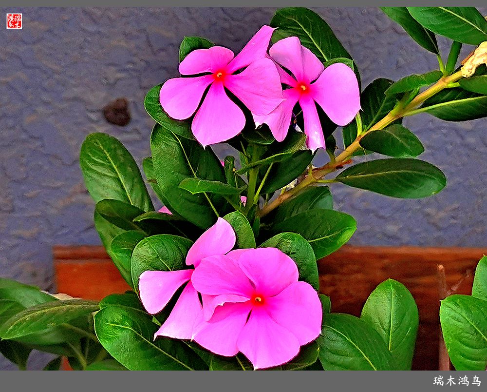 【2022之花季】37.感受日日春天的四季梅