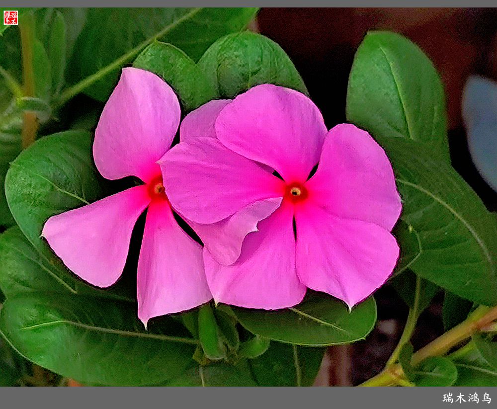 【2022之花季】37.感受日日春天的四季梅