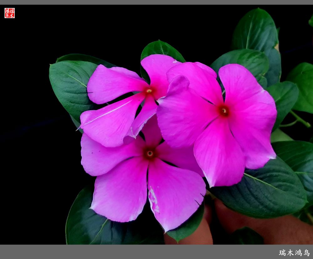 【2022之花季】37.感受日日春天的四季梅