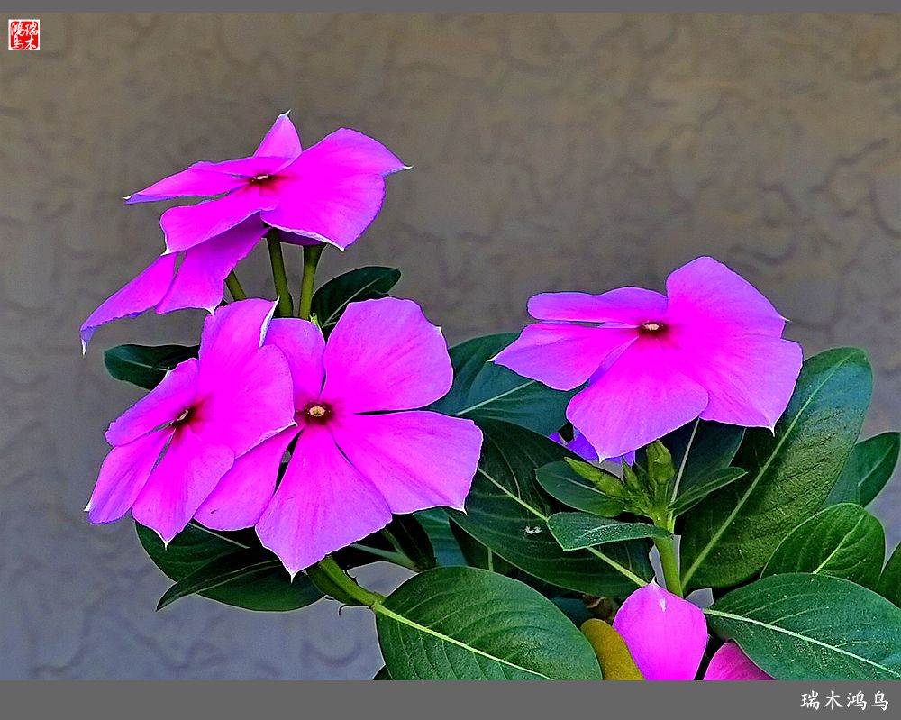 【2022之花季】37.感受日日春天的四季梅