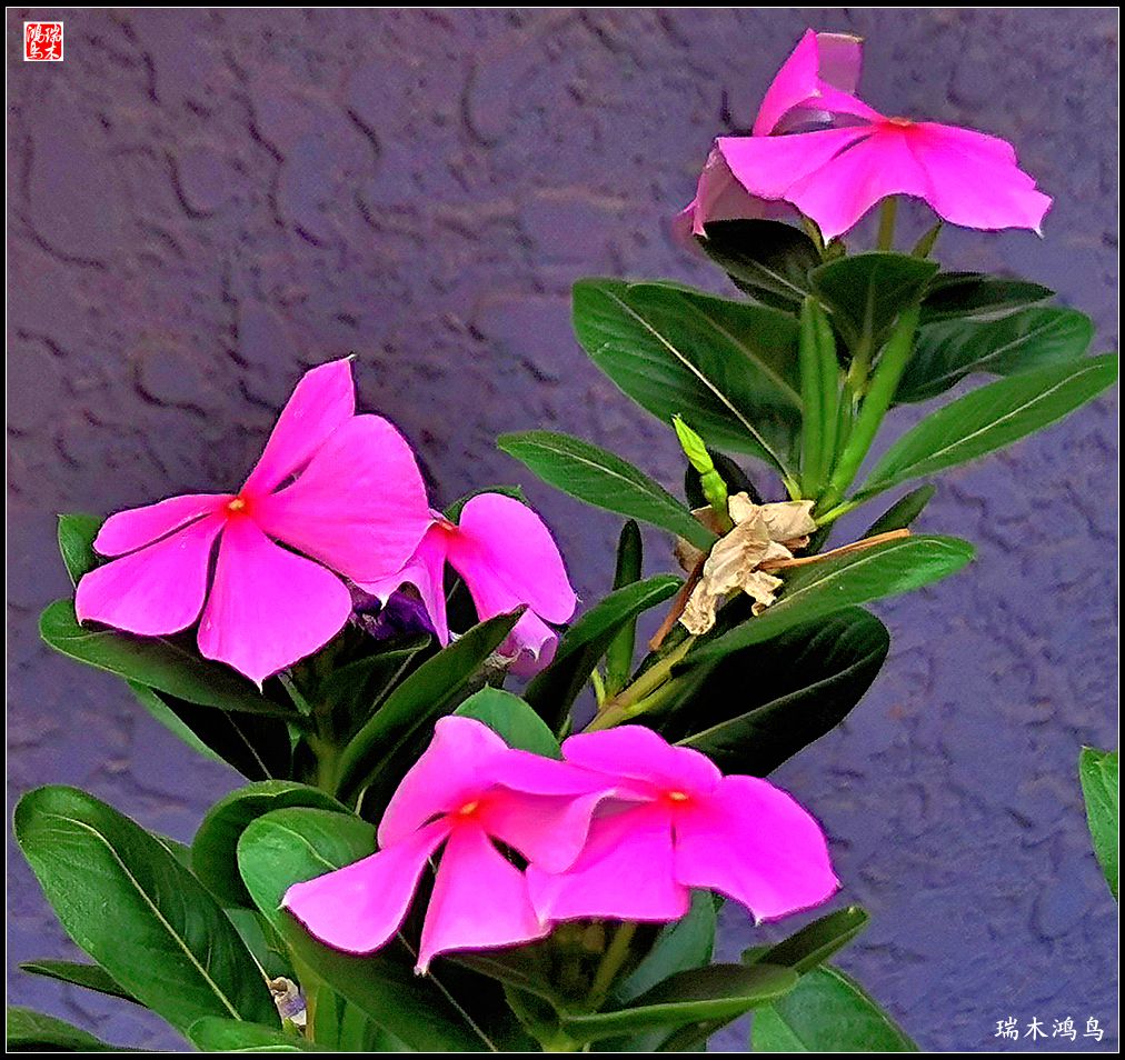 【2022之花季】37.感受日日春天的四季梅