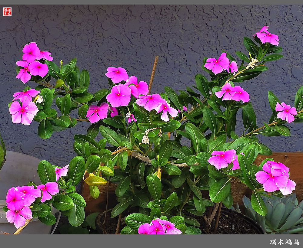 【2022之花季】37.感受日日春天的四季梅