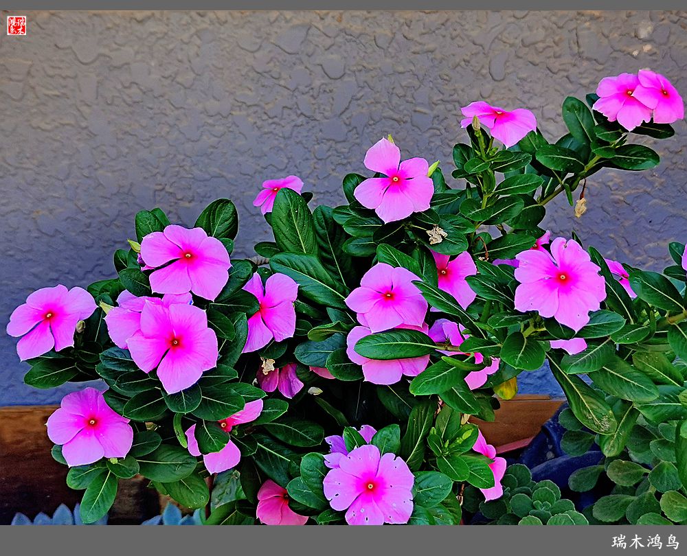 【2022之花季】37.感受日日春天的四季梅