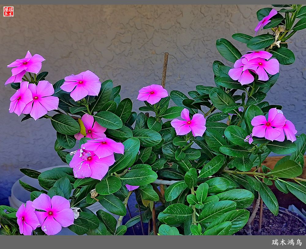 【2022之花季】37.感受日日春天的四季梅