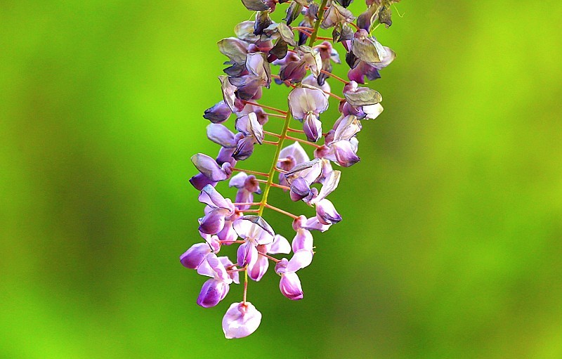 Z-03【不老松：纪实摄影】(02)紫滕！