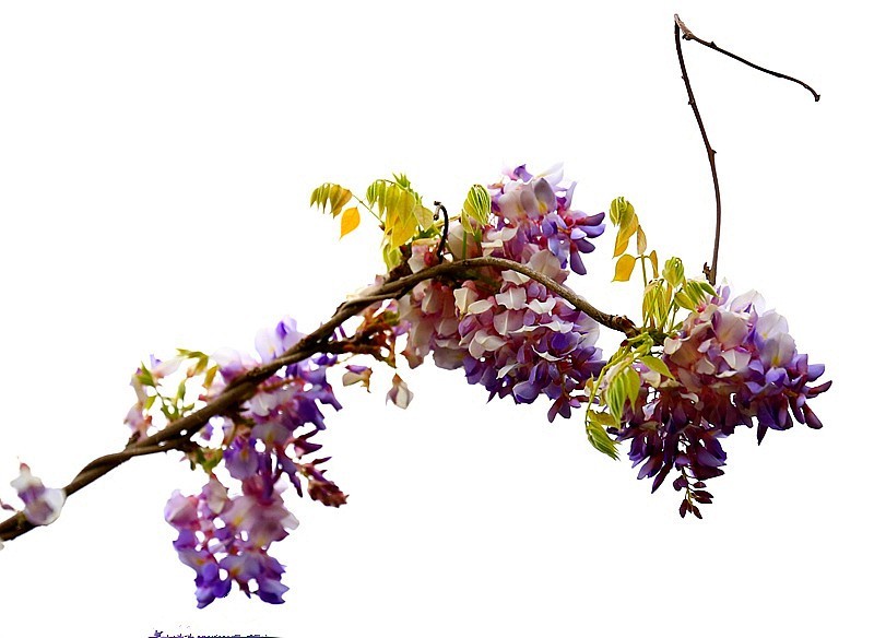 Z-03【不老松：纪实摄影】(02)紫滕！