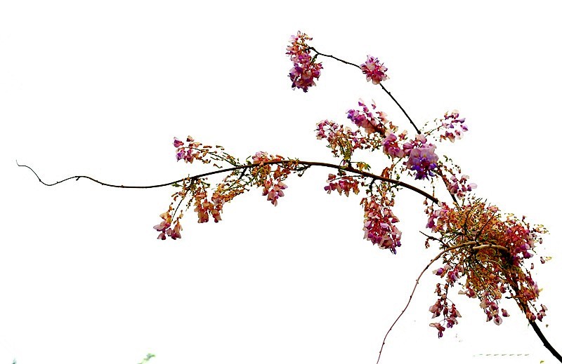 Z-03【不老松：纪实摄影】(02)紫滕！