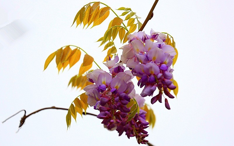 Z-03【不老松：纪实摄影】(02)紫滕！