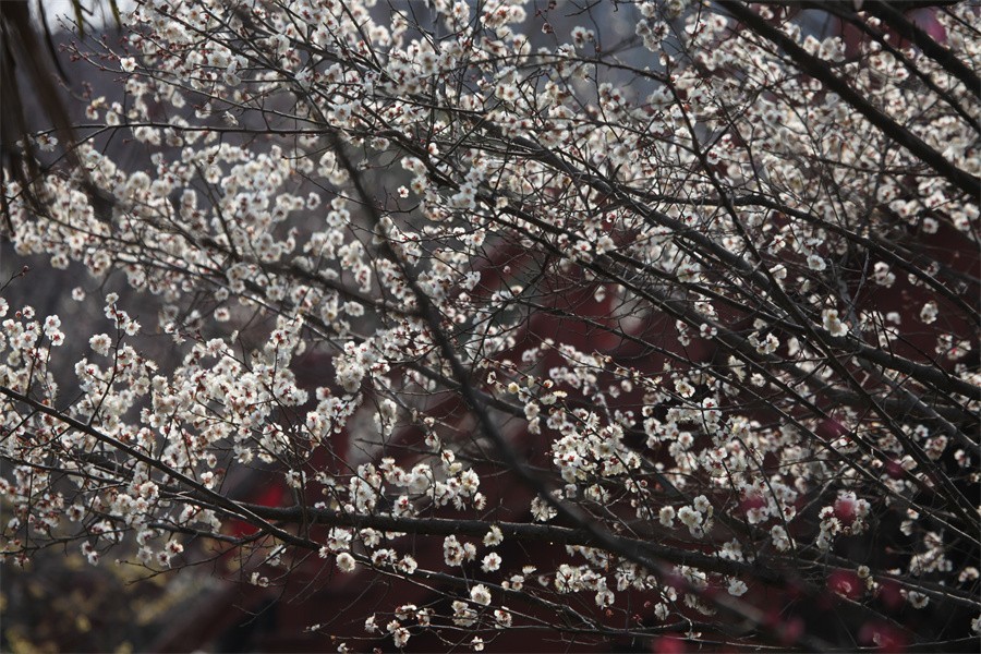 春暖花开洛阳城梅花欢喜游客来