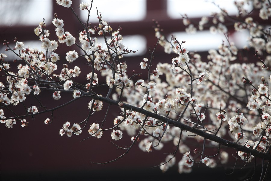 春暖花开洛阳城梅花欢喜游客来