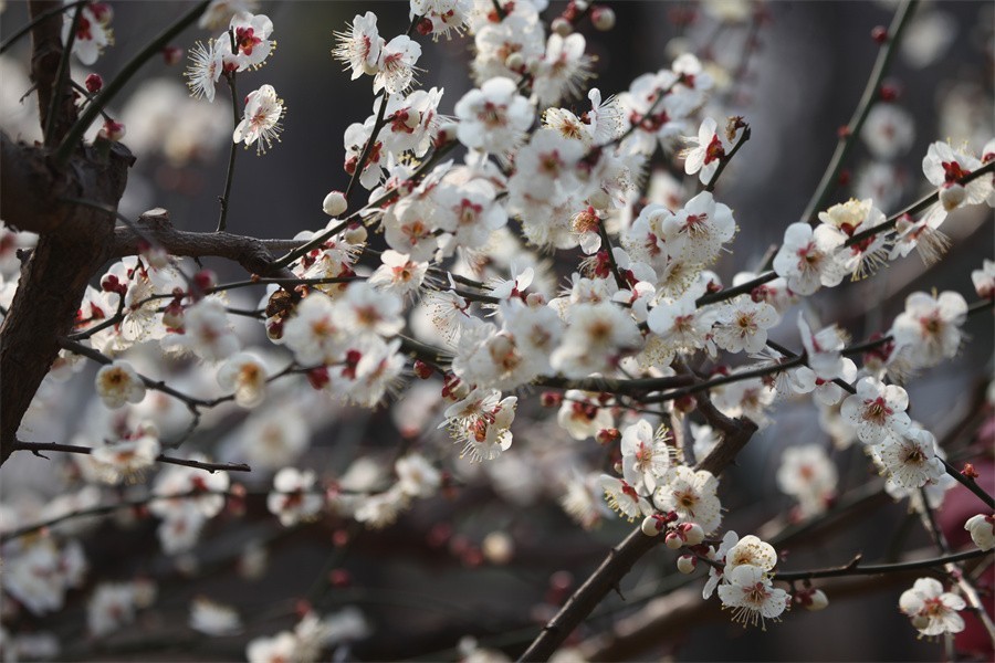 春暖花开洛阳城梅花欢喜游客来