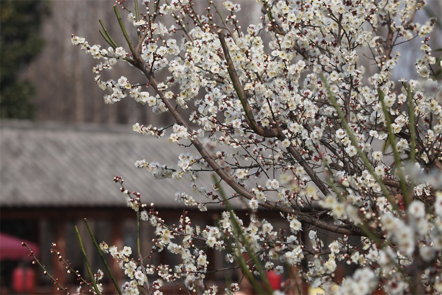 春暖花开洛阳城梅花欢喜游客来