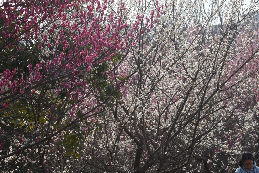 春暖花开洛阳城梅花欢喜游客来