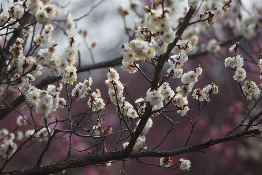 春暖花开洛阳城梅花欢喜游客来