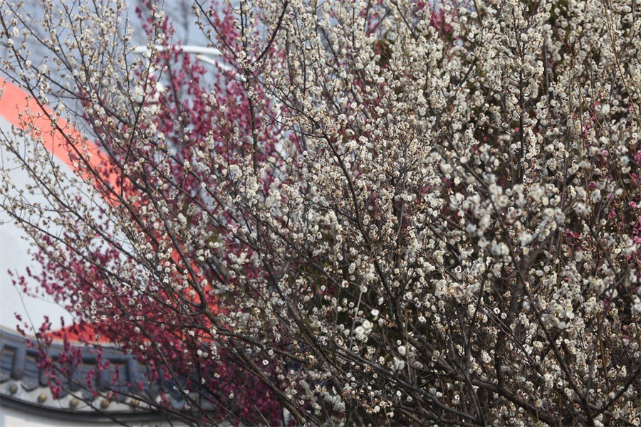 春暖花开洛阳城梅花欢喜游客来