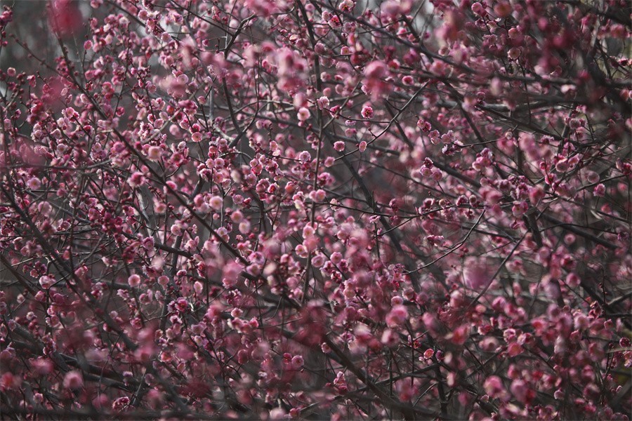 春暖花开洛阳城梅花欢喜游客来