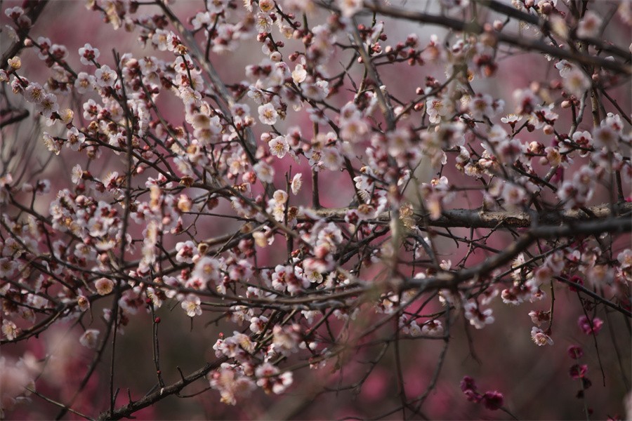 春暖花开洛阳城梅花欢喜游客来