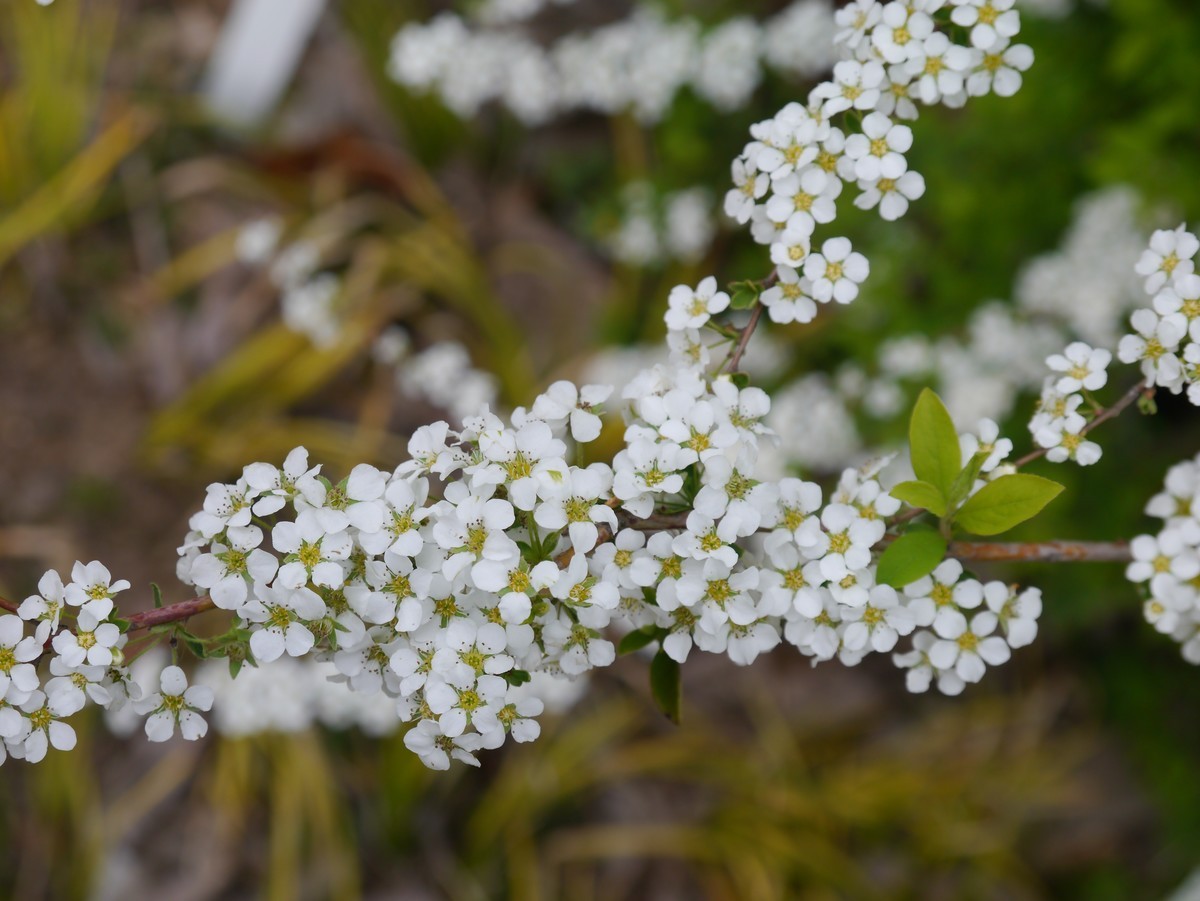 江南行之杭州篇--走进西溪国家湿地公园（2）