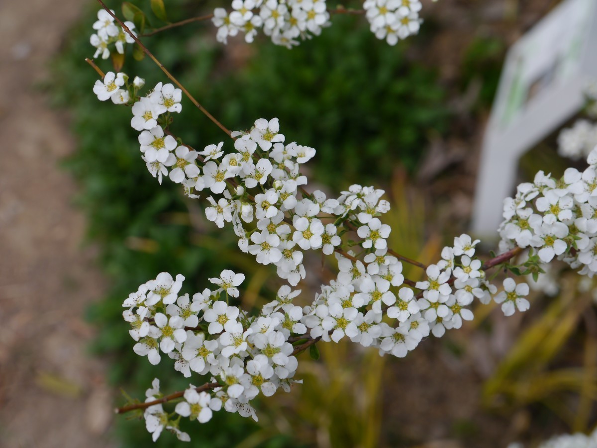 江南行之杭州篇--走进西溪国家湿地公园（2）