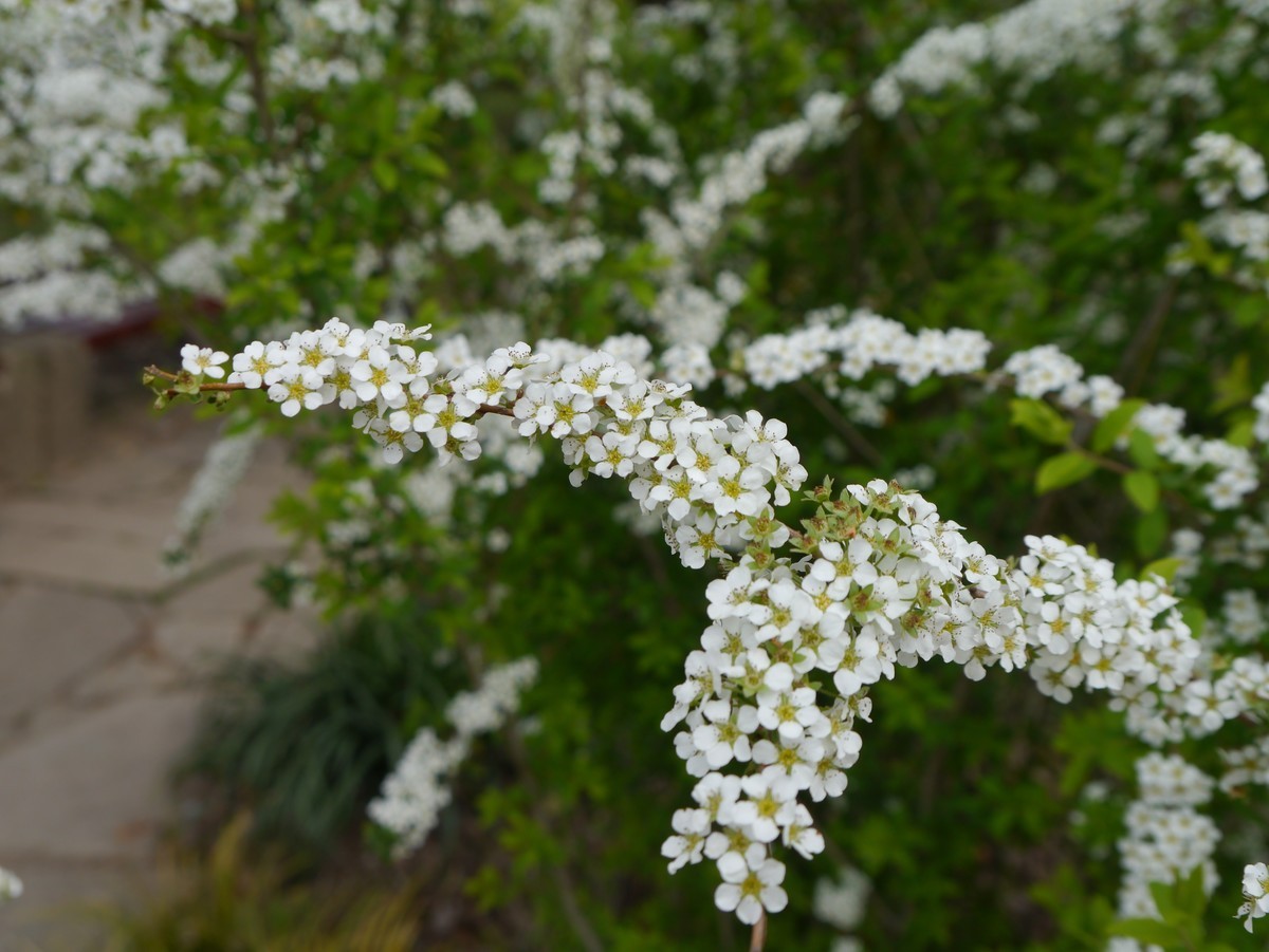 江南行之杭州篇--走进西溪国家湿地公园（2）