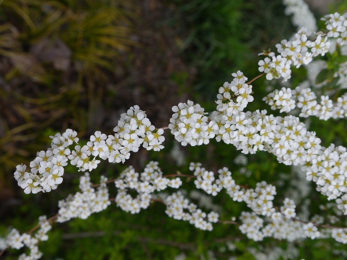 江南行之杭州篇--走进西溪国家湿地公园（2）