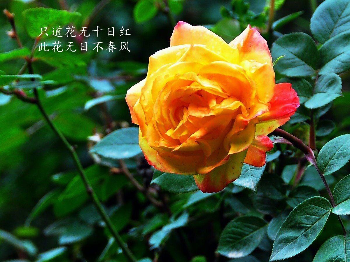 又到月季开花时-中关村在线摄影论坛