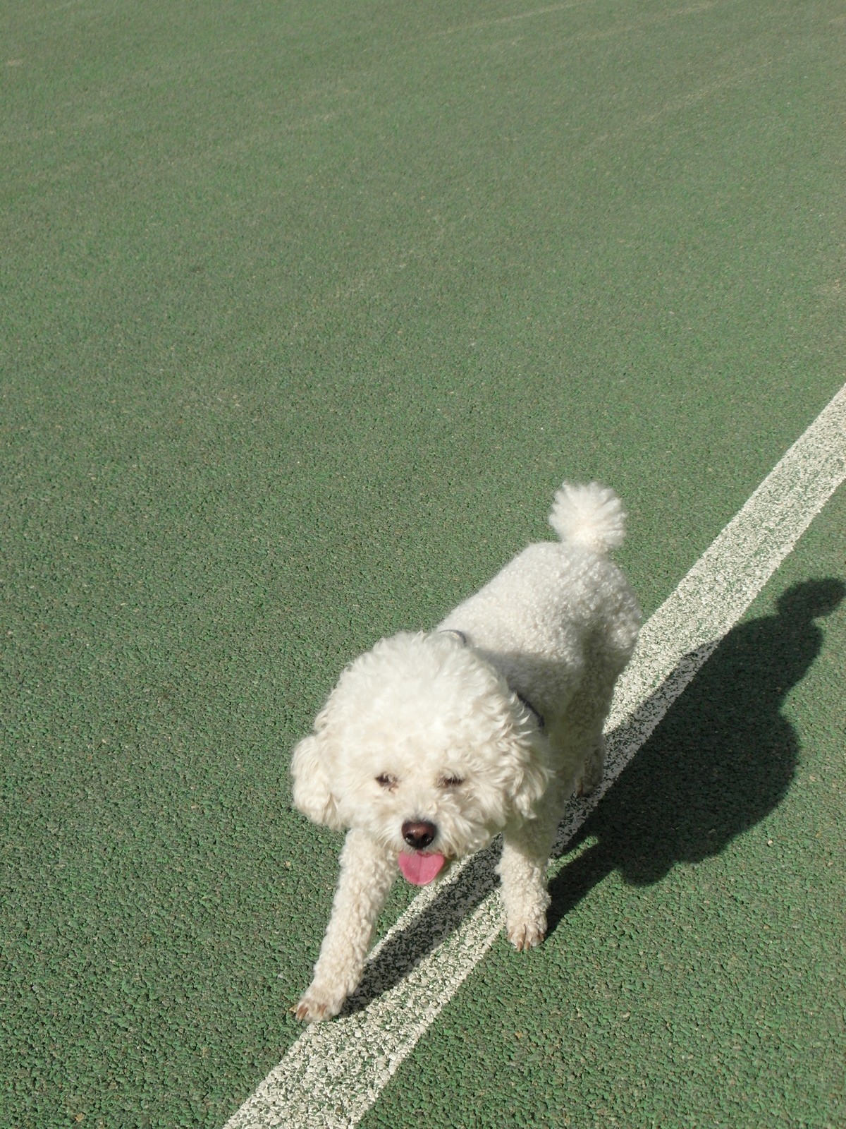 城市里的绿色心情